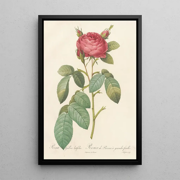 Rosa Gallica Latifolia - Pierre Joseph Redouté — inramlat konstverk på väggen