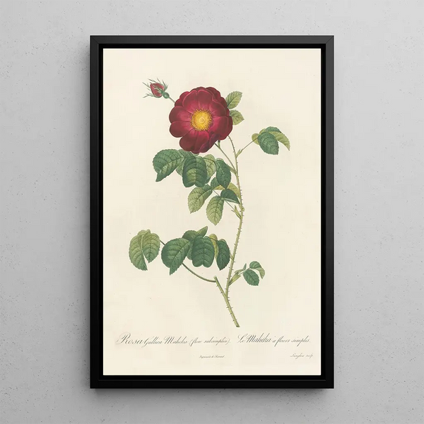 Rosa Gallica Maheka Flore Subsimplici - Pierre Joseph Redouté — inramlat konstverk på väggen
