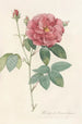 Rosa Gallica Officinalis - Pierre Joseph Redouté — vy av konstverket