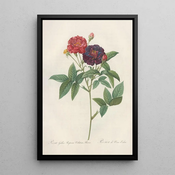 Rosa Gallica Purpurea Velutina - Pierre Joseph Redouté — inramlat konstverk på väggen