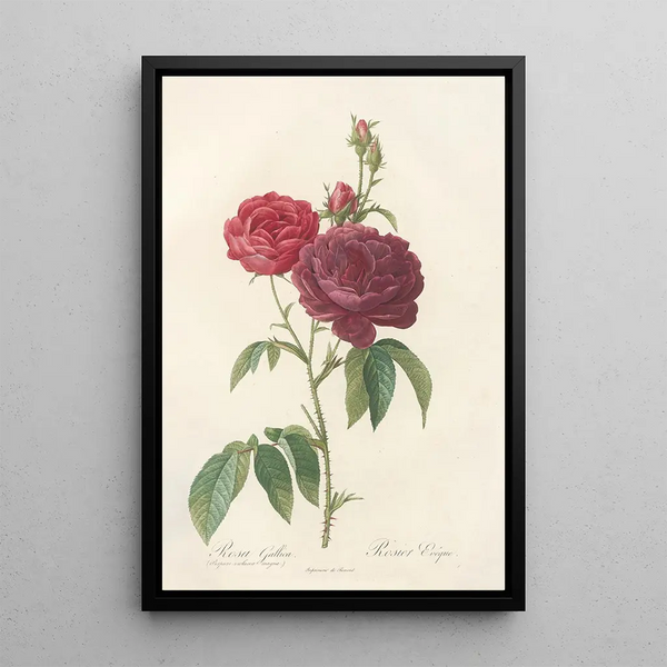 Rosa Gallica Purpuroviolacea Magna - Pierre Joseph Redouté — inramlat konstverk på väggen