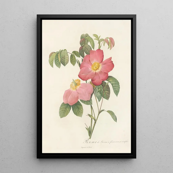 Rosa Gallica Rosea Flore Simplici - Pierre Joseph Redouté — inramlat konstverk på väggen