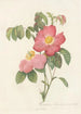 Rosa Gallica Rosea Flore Simplici - Pierre Joseph Redouté — vy av konstverket
