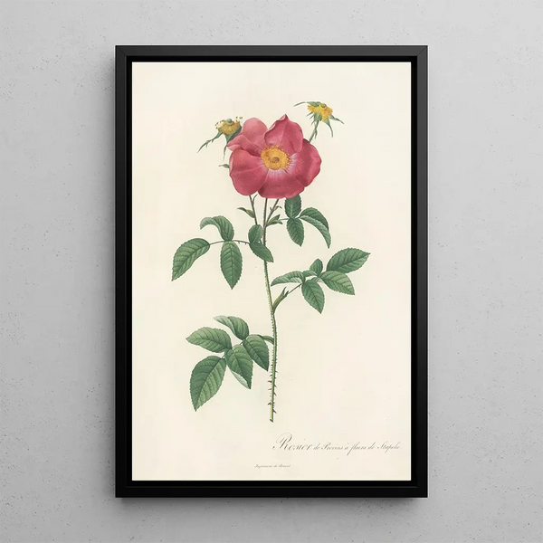 Rosa Gallica Stapeliae Flora - Pierre Joseph Redouté — inramlat konstverk på väggen