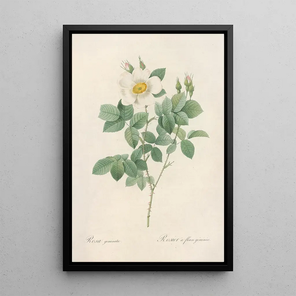 Rosa Geminata - Pierre Joseph Redouté — inramlat konstverk på väggen