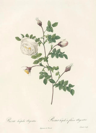 Pierre Joseph Redout - Rosa Hispida Argentea.webp