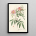 Rosa Hudsoniana Salicifolia - Pierre Joseph Redouté — inramlat konstverk på väggen