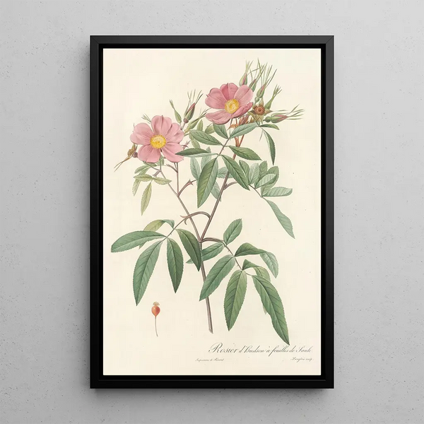 Rosa Hudsoniana Salicifolia - Pierre Joseph Redouté — inramlat konstverk på väggen