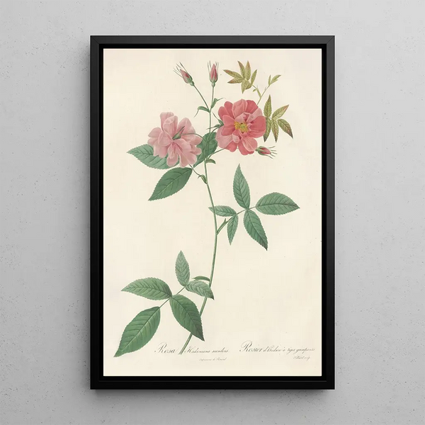 Rosa Hudsoniana Scandens - Pierre Joseph Redouté — inramlat konstverk på väggen