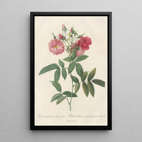 Rosa Hudsoniana Subcorymbosa - Pierre Joseph Redouté — inramlat konstverk på väggen