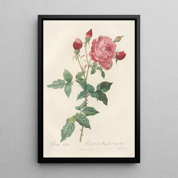 Rosa Indica - Pierre Joseph Redouté — inramlat konstverk på väggen
