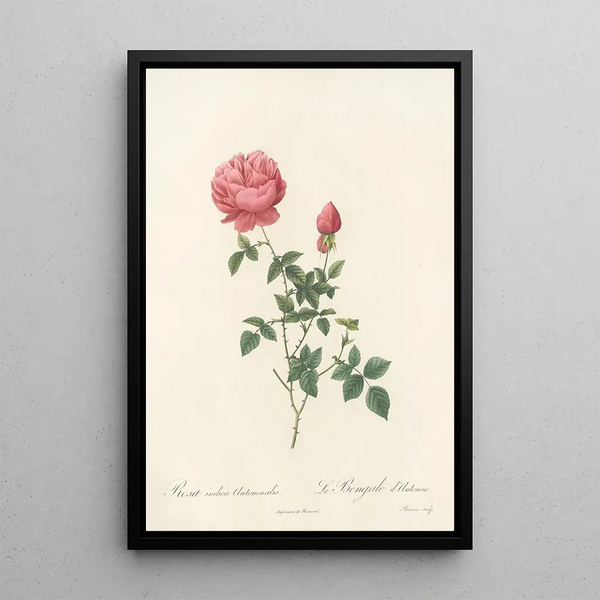 Rosa Indica Automnalis - Pierre Joseph Redouté — inramlat konstverk på väggen
