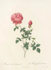 Rosa Indica Automnalis - Pierre Joseph Redouté — vy av konstverket