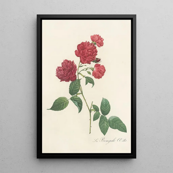 Rosa Indica Caryophyllea - Pierre Joseph Redouté — inramlat konstverk på väggen