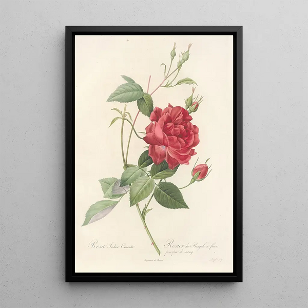 Rosa Indica Cruenta - Pierre Joseph Redouté — inramlat konstverk på väggen