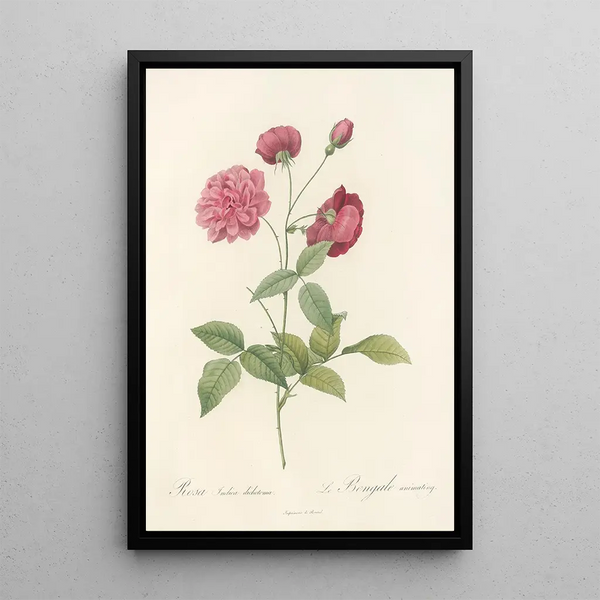 Rosa Indica Dichotoma - Pierre Joseph Redouté — inramlat konstverk på väggen