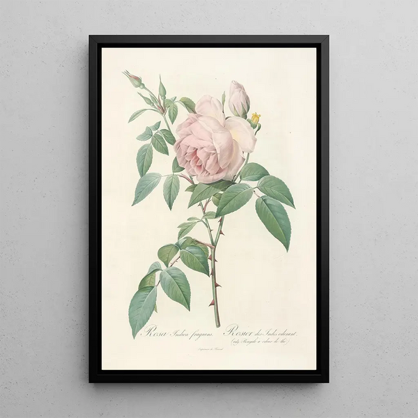 Rosa Indica Fragrans - Pierre Joseph Redouté — inramlat konstverk på väggen