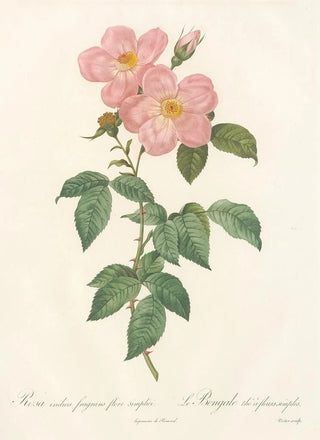 Pierre Joseph Redout - Rosa Indica Fragrans Flore Simplici.webp
