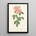 Rosa Indica Fragrans Flore Simplici - Pierre Joseph Redouté — inramlat konstverk på väggen