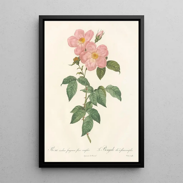 Rosa Indica Fragrans Flore Simplici - Pierre Joseph Redouté — inramlat konstverk på väggen