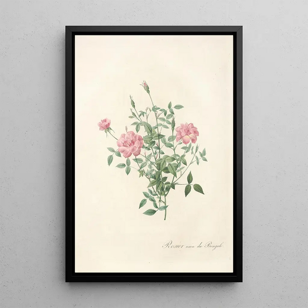 Rosa Indica Pumila - Pierre Joseph Redouté — inramlat konstverk på väggen