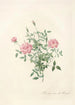 Rosa Indica Pumila - Pierre Joseph Redouté — vy av konstverket
