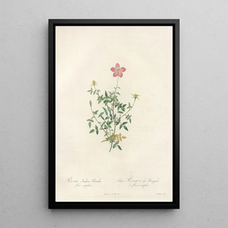 Pierre Joseph Redout - Rosa Indica Pumila Flore Simplici.webp