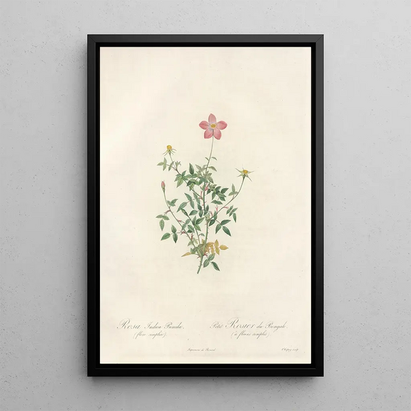 Rosa Indica Pumila Flore Simplici - Pierre Joseph Redouté — inramlat konstverk på väggen