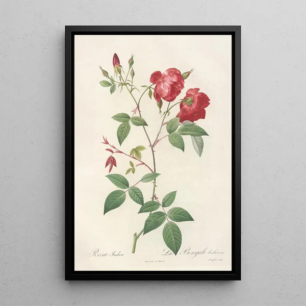 Rosa Indica rosbuske med dubbla blommor - Pierre Joseph Redouté — inramlat konstverk på väggen
