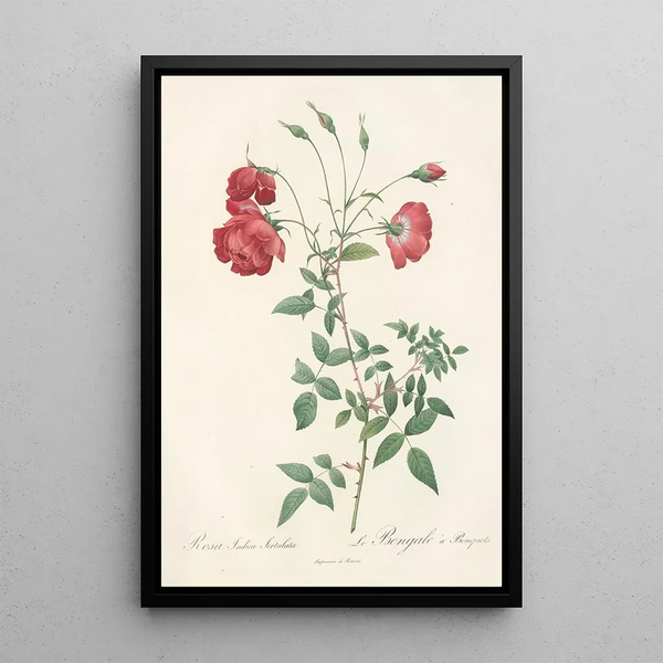 Rosa Indica Sertulata - Pierre Joseph Redouté — inramlat konstverk på väggen