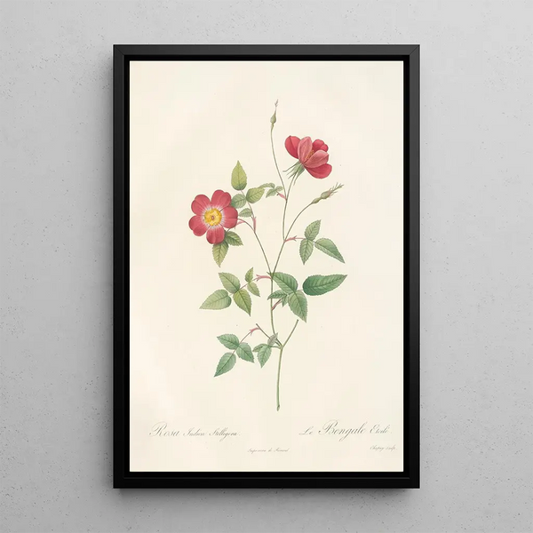 Rosa Indica Stelligera - Pierre Joseph Redouté — inramlat konstverk på väggen