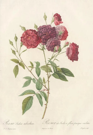 Pierre Joseph Redout - Rosa Indica Subviolacea.webp