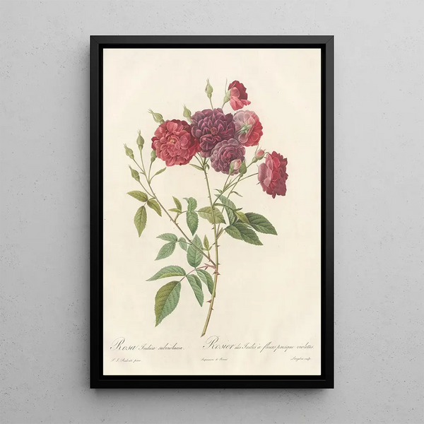 Rosa Indica Subviolacea - Pierre Joseph Redouté — inramlat konstverk på väggen