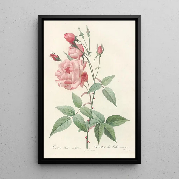 Rosa Indica Vulgaris - Pierre Joseph Redouté — inramlat konstverk på väggen