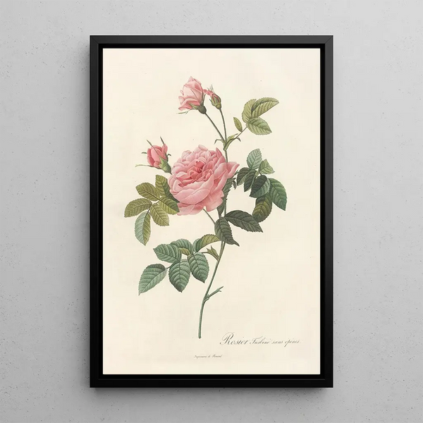 Rosa Inermis - Pierre Joseph Redouté — inramlat konstverk på väggen
