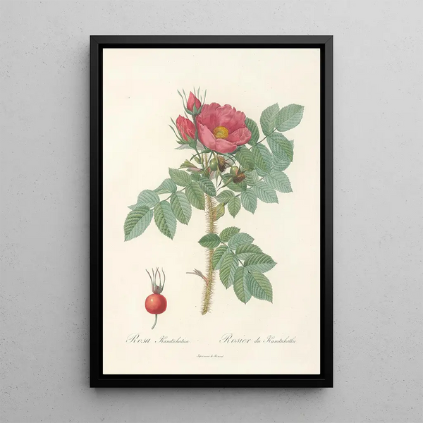 Rosa Kamtschatica - Pierre Joseph Redouté — inramlat konstverk på väggen