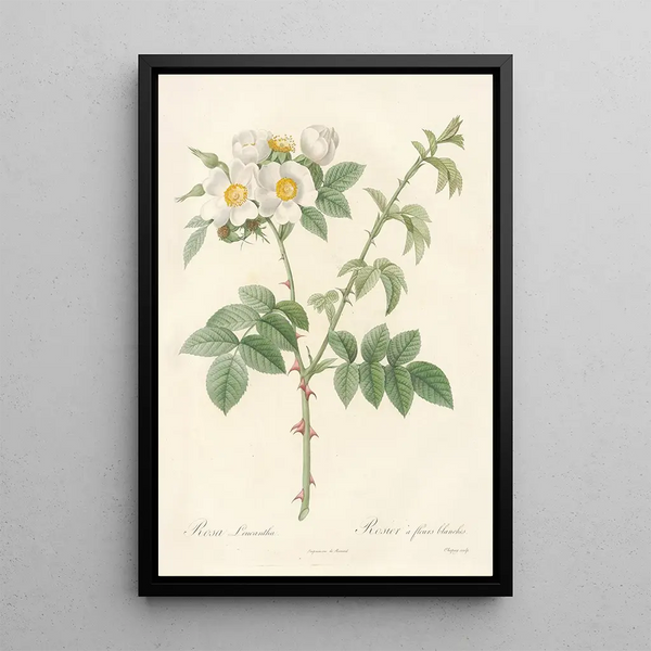Rosa Leucantha - Pierre Joseph Redouté — inramlat konstverk på väggen