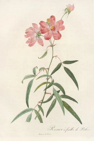 Pierre Joseph Redout - Rosa Longifolia.webp