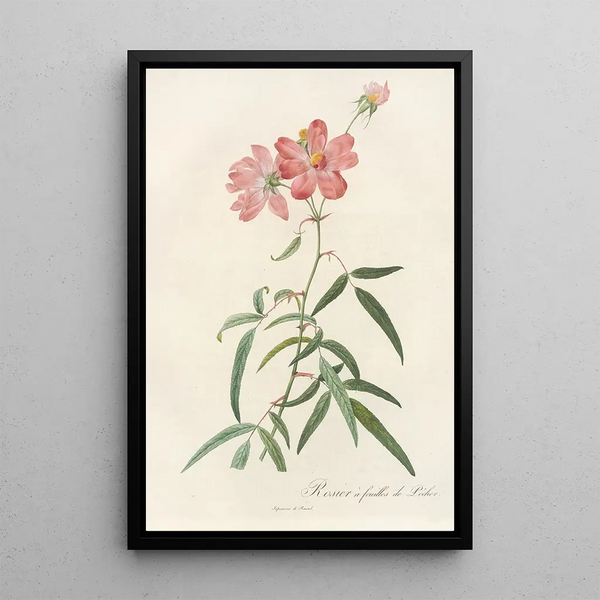 Rosa Longifolia - Pierre Joseph Redouté — inramlat konstverk på väggen