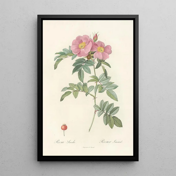Rosa Lucida - Pierre Joseph Redouté — inramlat konstverk på väggen