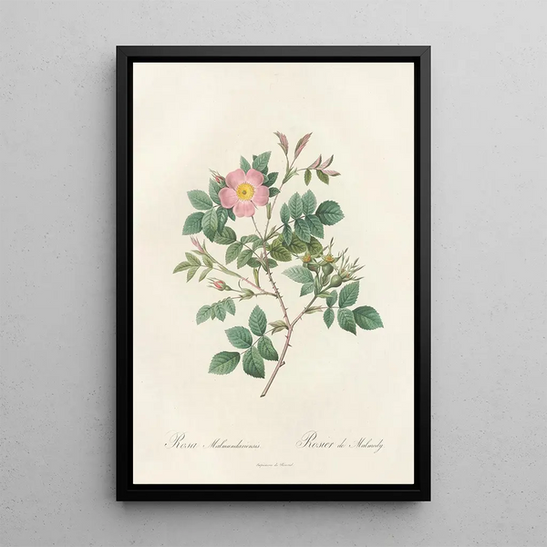 Rosa Malmundariensis - Pierre Joseph Redouté — inramlat konstverk på väggen