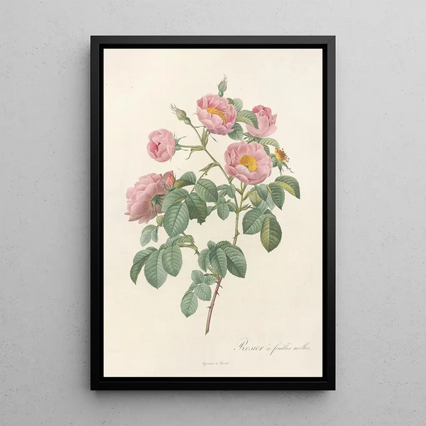 Rosa Mollissima Flore Submultiplici - Pierre Joseph Redouté — inramlat konstverk på väggen