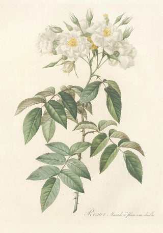Pierre Joseph Redout - Rosa Moschata Flore SemiPleno.webp