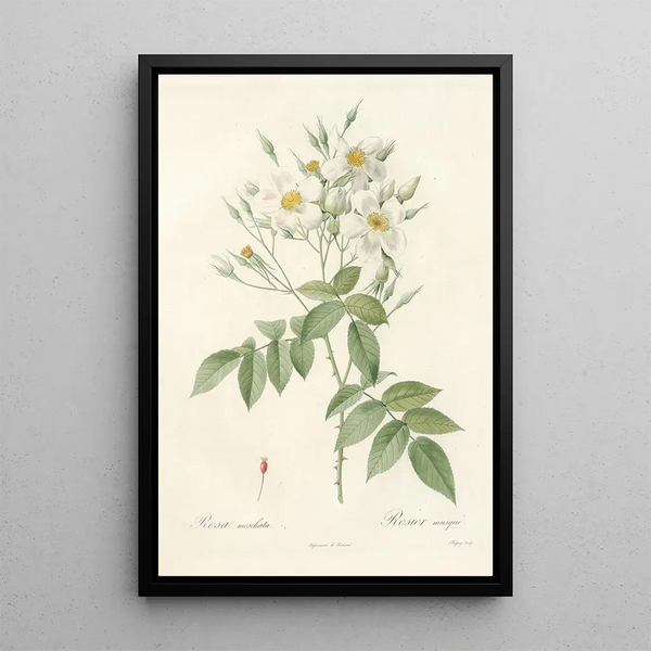 Rosa Moschata - Pierre Joseph Redouté — inramlat konstverk på väggen