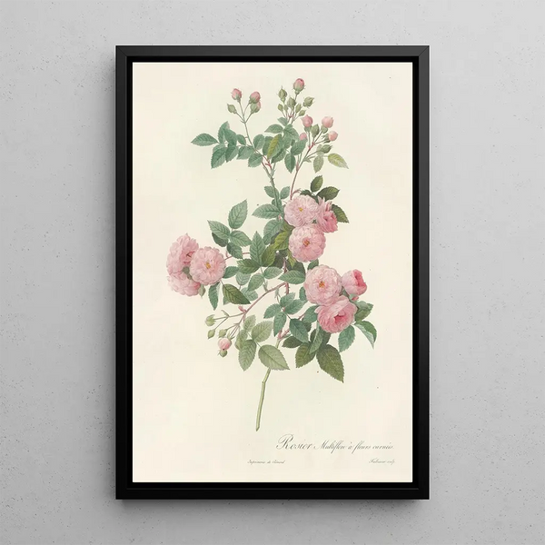 Rosa Multiflora Carnea - Pierre Joseph Redouté — inramlat konstverk på väggen