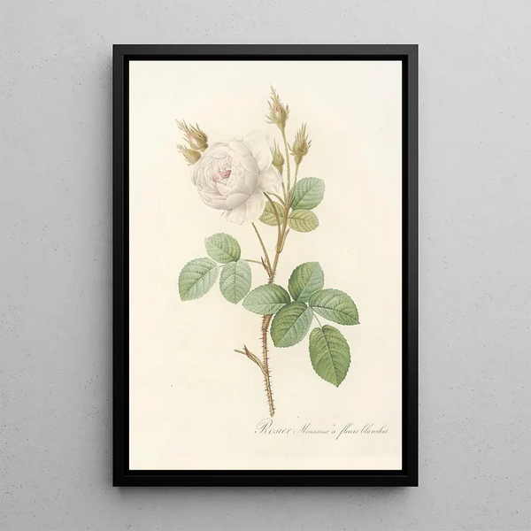 Rosa Muscosa Alba - Pierre Joseph Redouté — inramlat konstverk på väggen