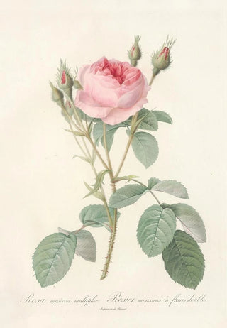 Pierre Joseph Redout - Rosa Muscosa Multiplex.webp