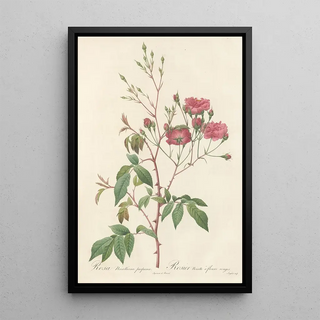 Pierre Joseph Redout - Rosa Noisettiana Purpurea.webp