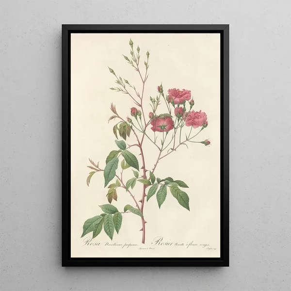 Rosa Noisettiana Purpurea - Pierre Joseph Redouté — inramlat konstverk på väggen