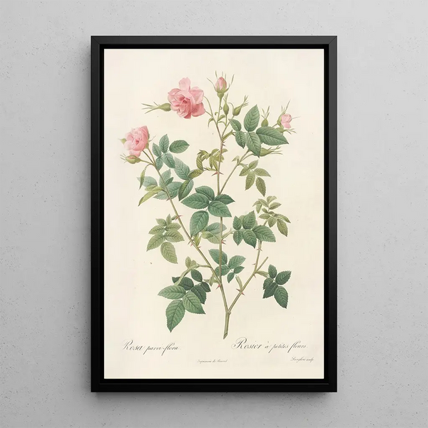 Rosa Parviflora Var Flore Multiplici - Pierre Joseph Redouté — inramlat konstverk på väggen